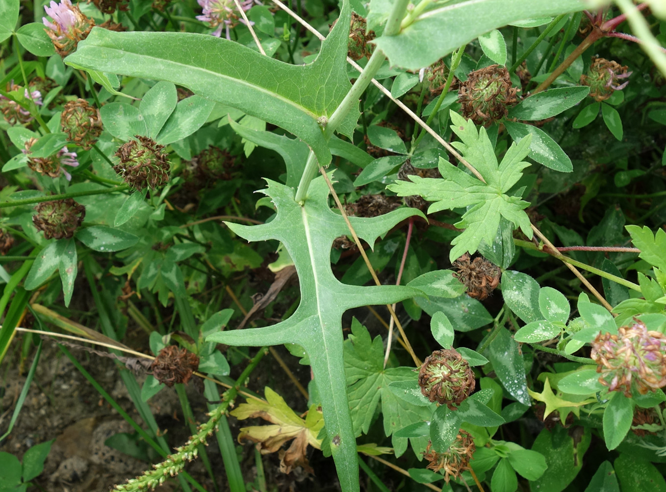 Изображение особи Lactuca indica.