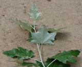 Populus alba