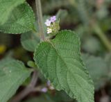 Lantana angolensis