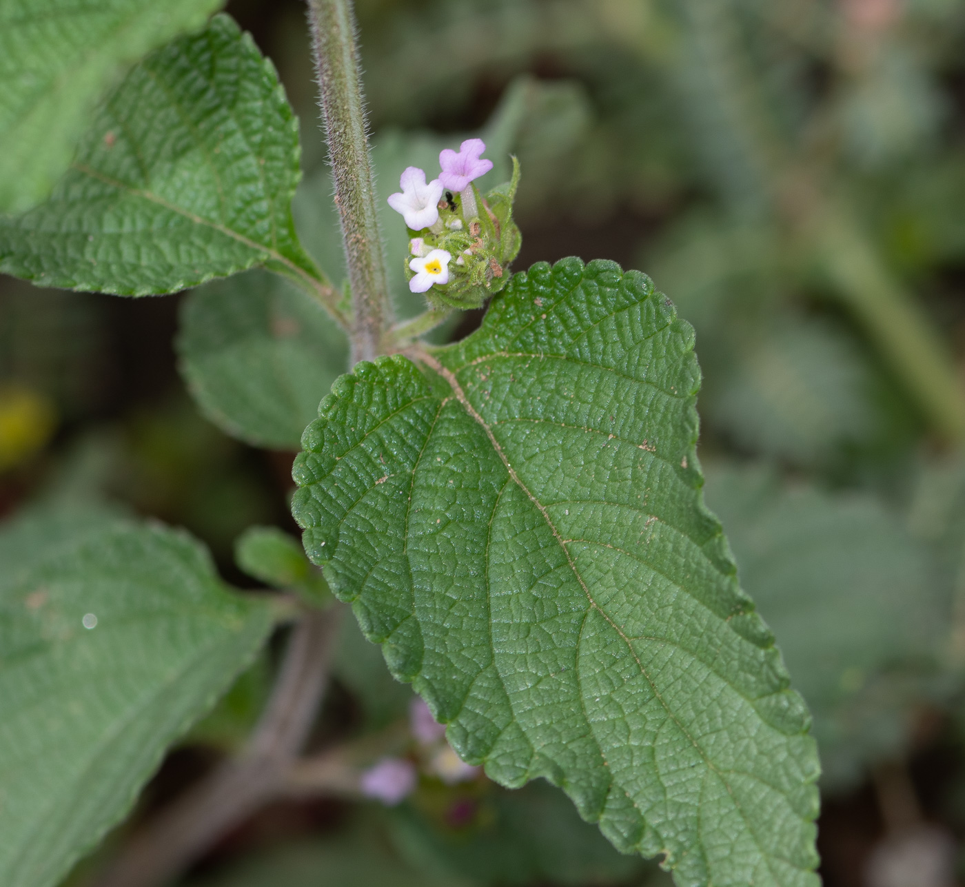 Изображение особи Lantana angolensis.