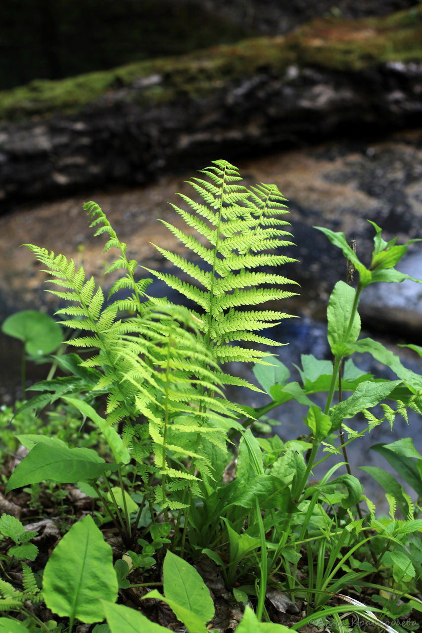 Image of Dryopteris filix-mas specimen.