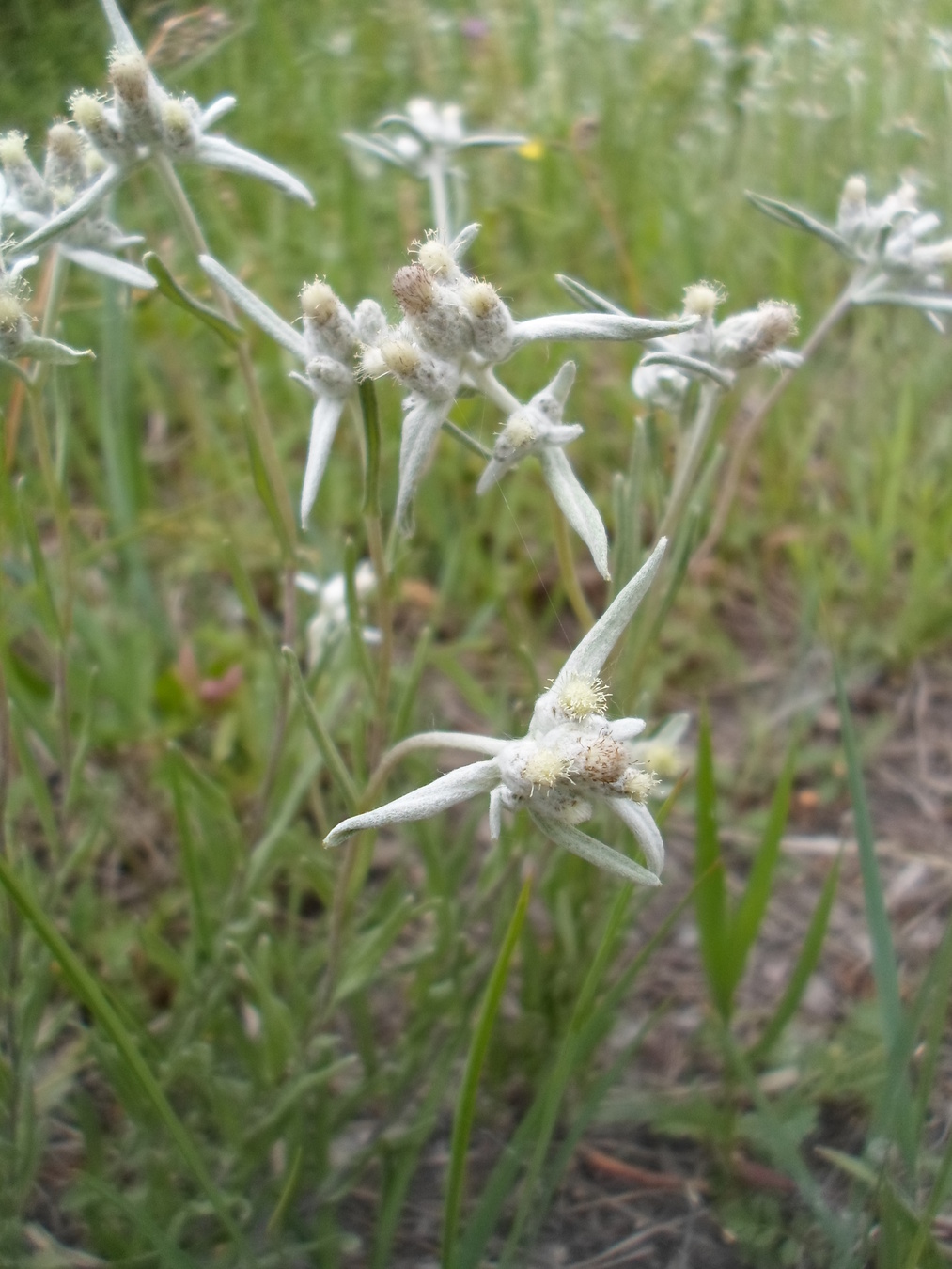 Image of Leontopodium leontopodioides specimen.