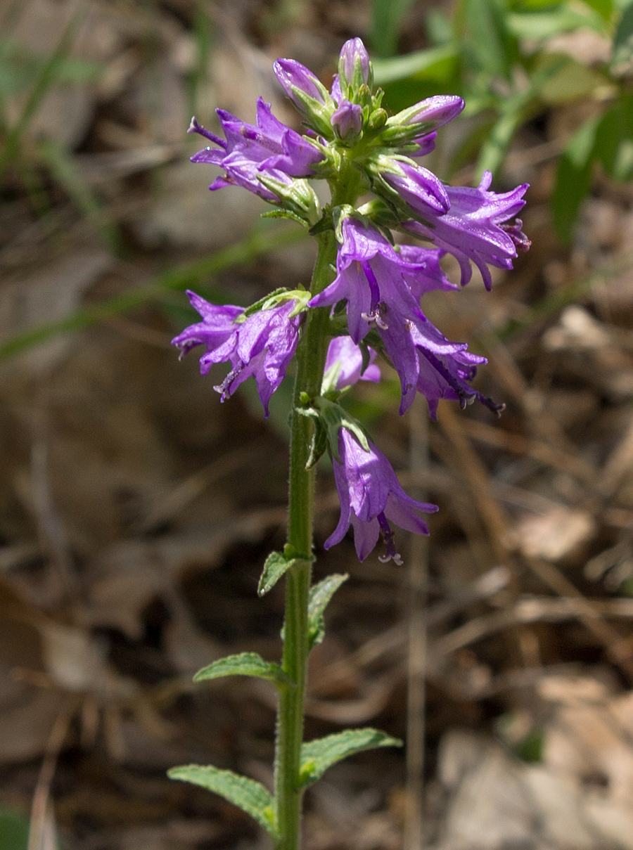 Изображение особи род Campanula.