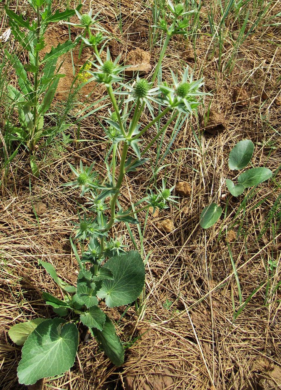 Изображение особи Eryngium planum.