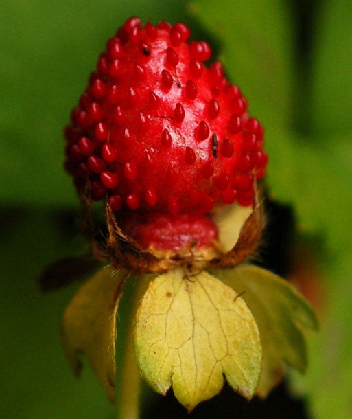 Изображение особи Duchesnea indica.