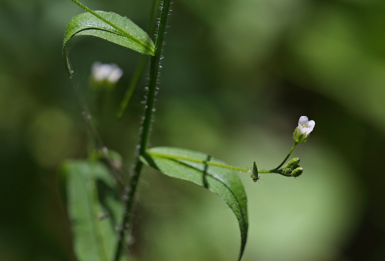 Image of Arabis pendula specimen.