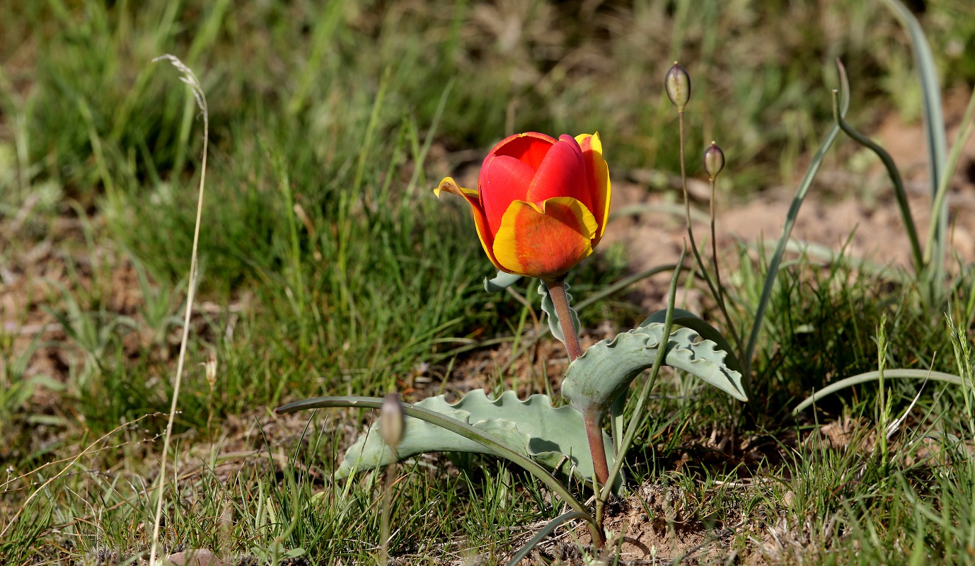 Изображение особи Tulipa alberti.