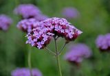 Verbena bonariensis. Соцветие. Москва, парк \"Царицыно\", в культуре. 22.08.2019.