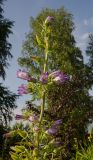 Campanula medium