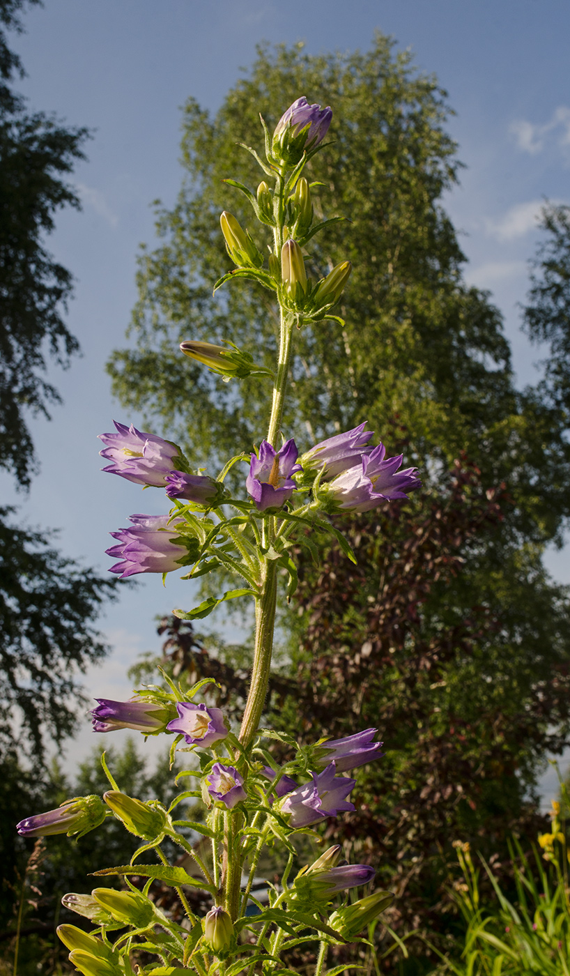 Image of Campanula medium specimen.