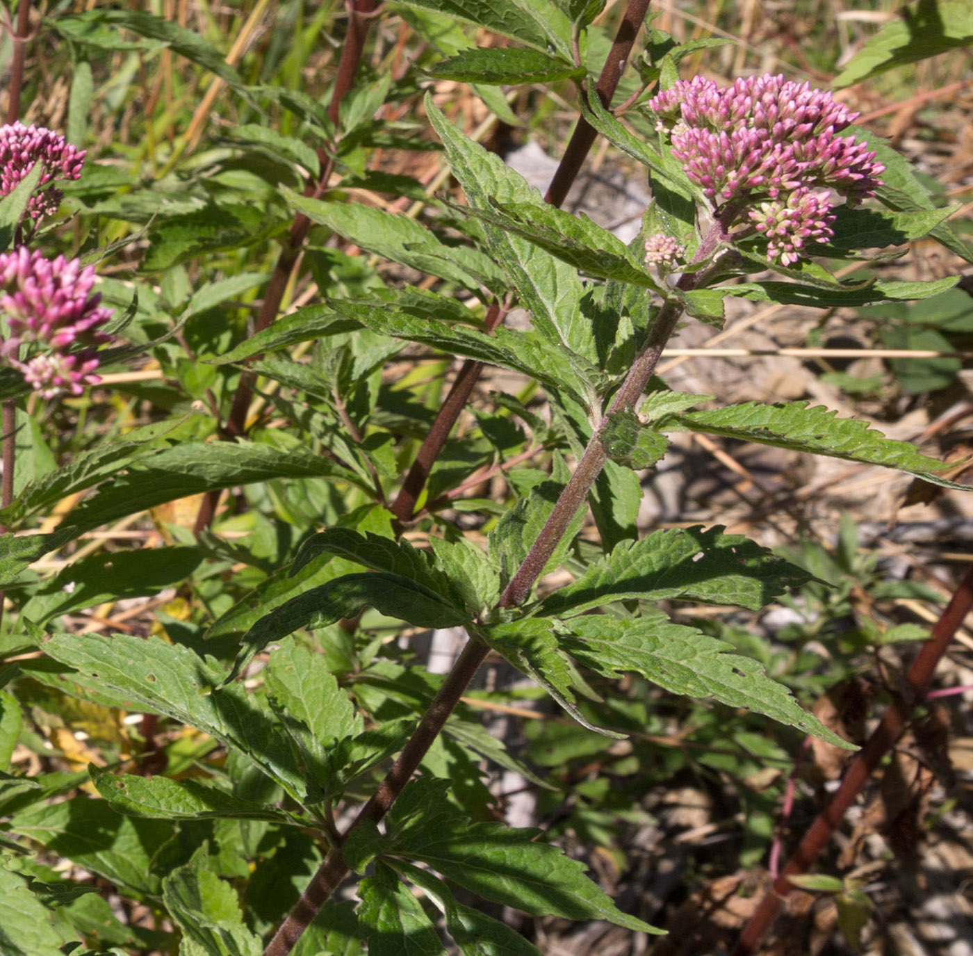 Изображение особи Eupatorium cannabinum.