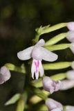 Stenoglottis fimbriata