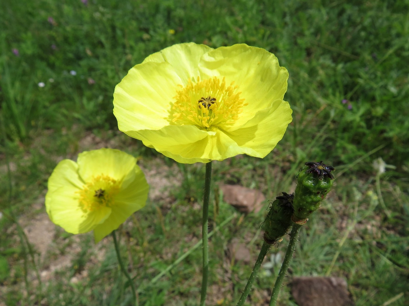 Image of Papaver chakassicum specimen.