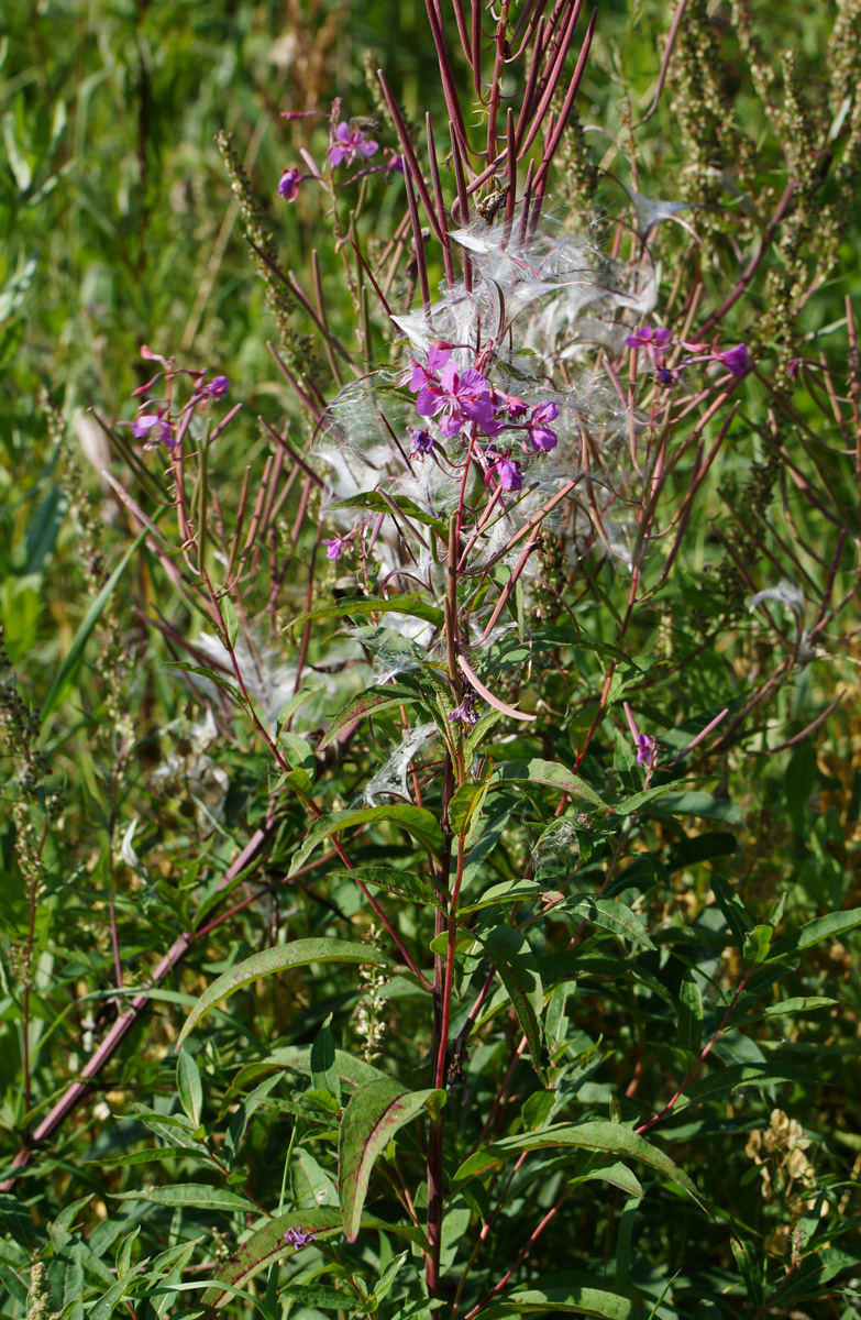 Image of Chamaenerion angustifolium specimen.