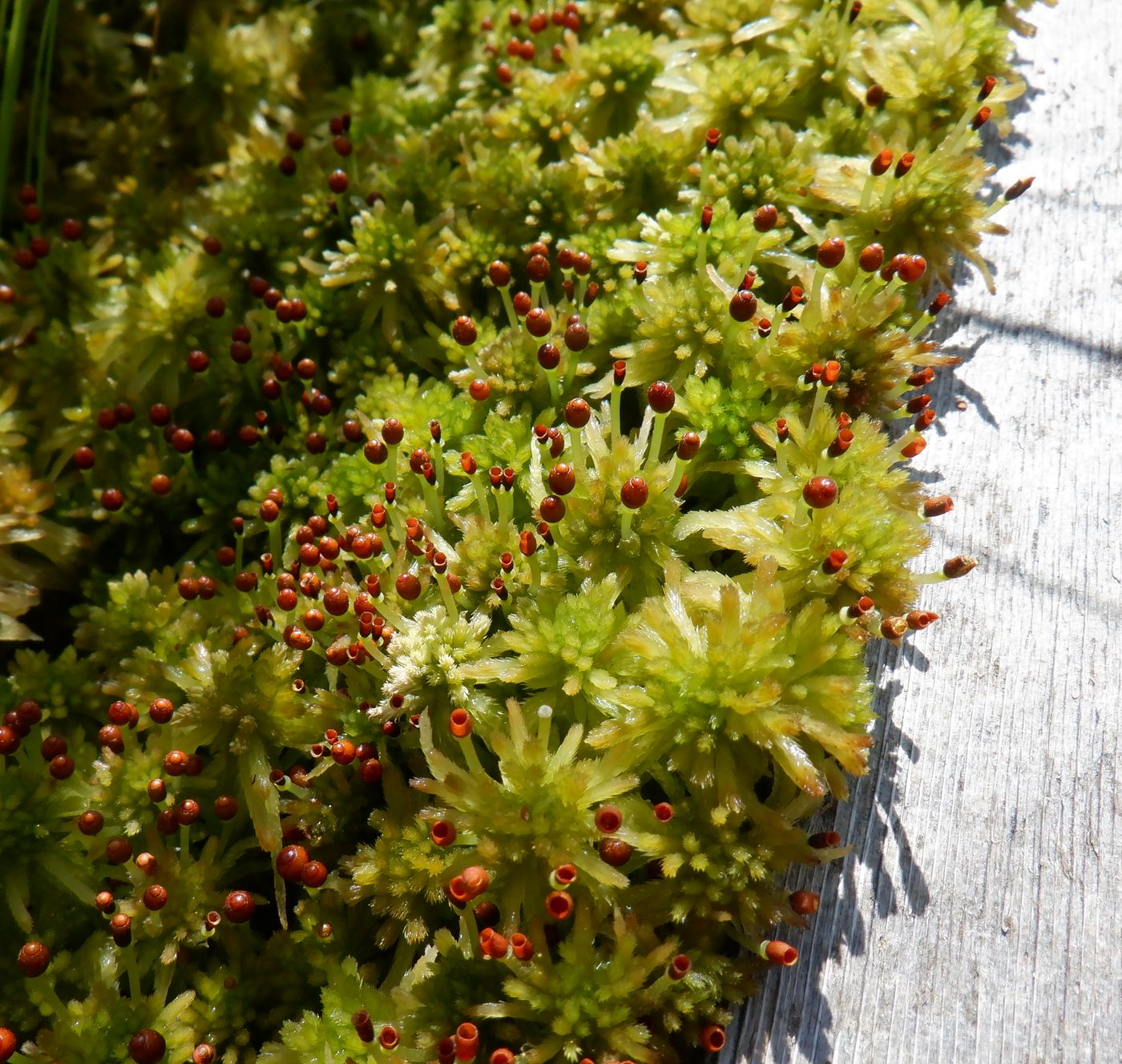 Image of genus Sphagnum specimen.