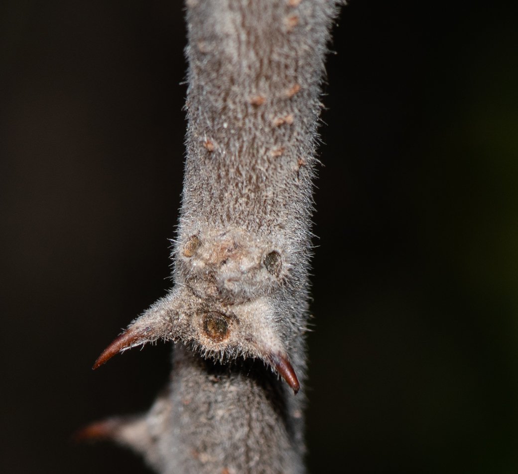 Image of Vachellia hebeclada specimen.