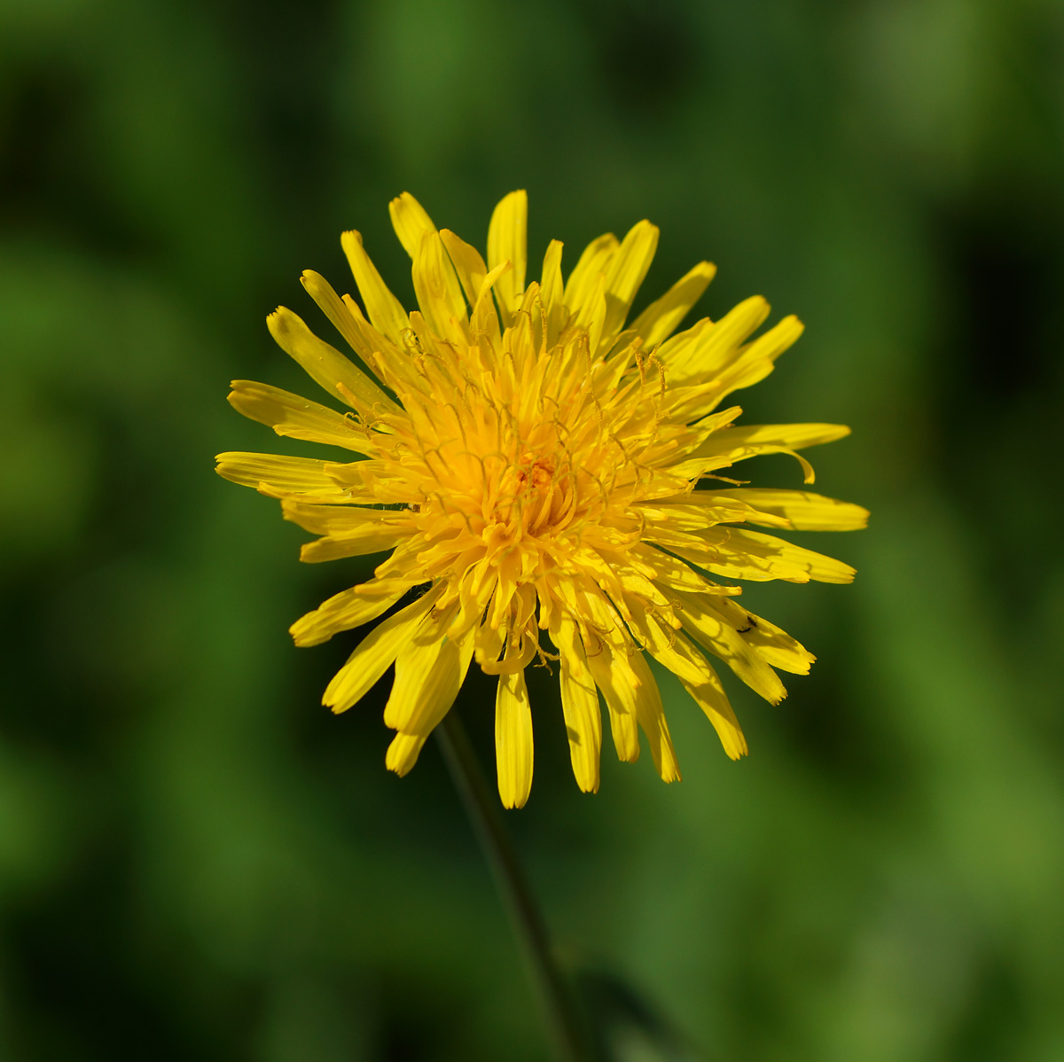 Image of Sonchus arvensis ssp. uliginosus specimen.