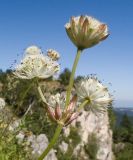 Astrantia pontica. Верхушка цветущего растения. Адыгея, Кавказский биосферный заповедник, хр. Каменное Море, ≈ 2000 м н.у.м., поросшие субальпийскими луговыми растениями скалы. 31.08.2019.