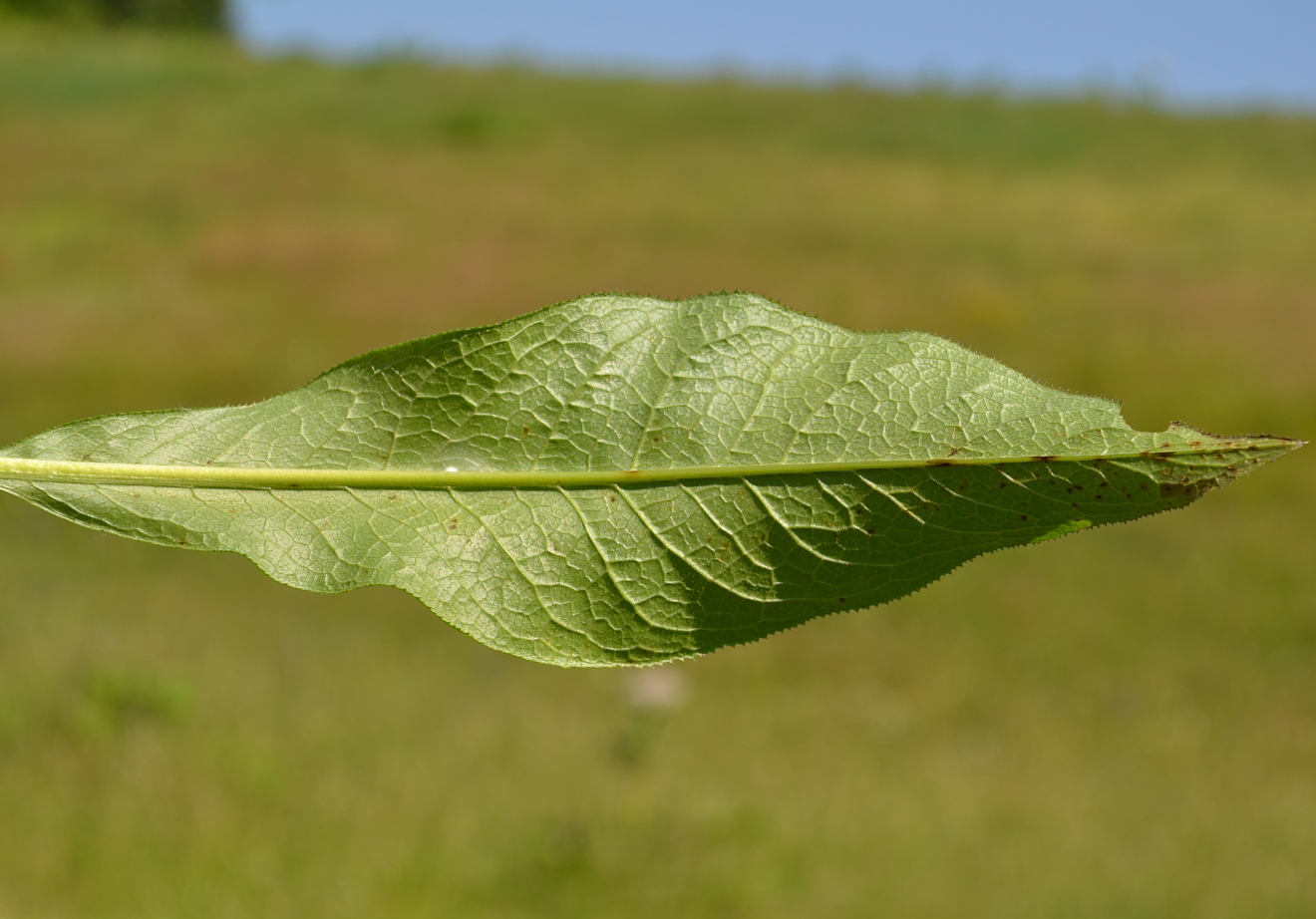 Image of Serratula tinctoria specimen.