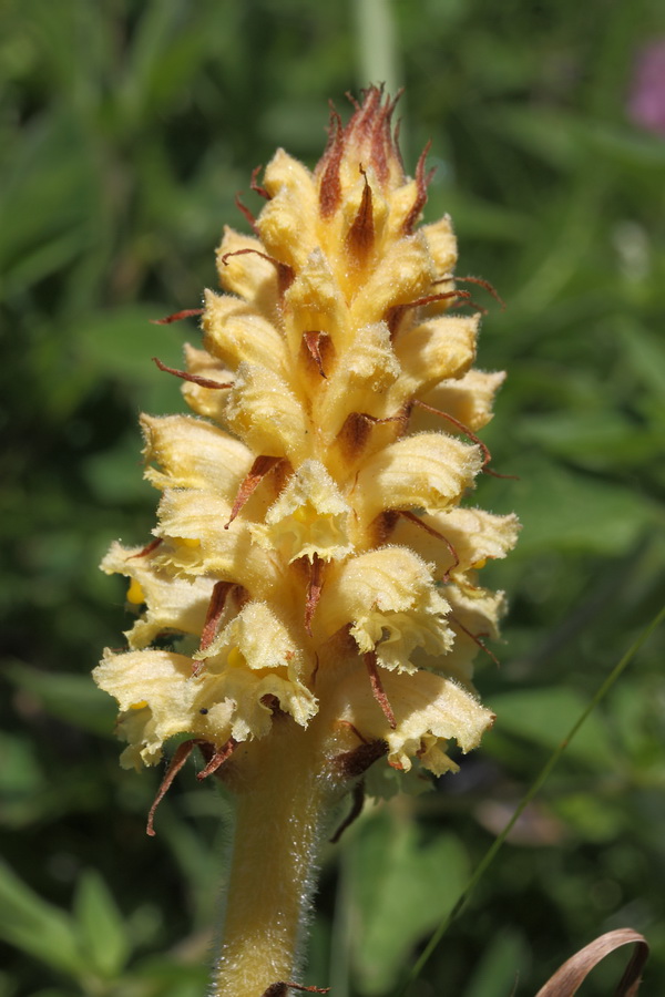 Image of Orobanche bartlingii specimen.