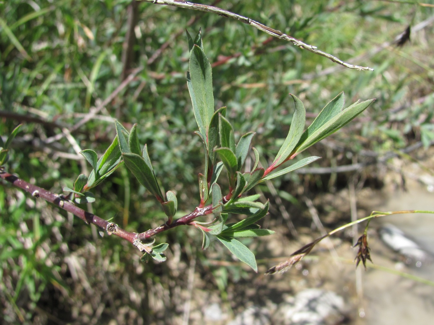 Image of Salix elbursensis specimen.