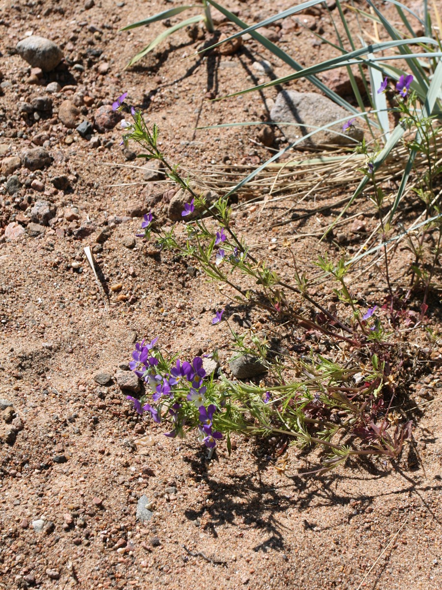 Изображение особи Viola maritima.