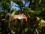 Euonymus macropterus