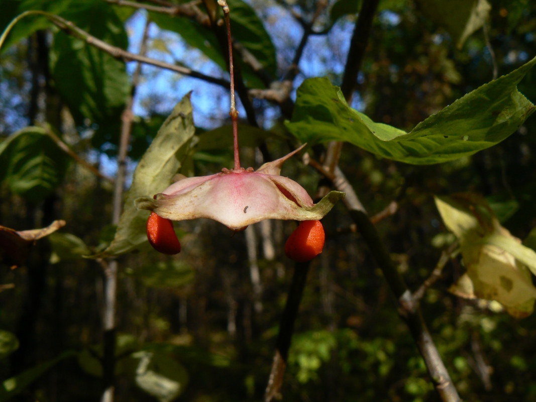 Image of Euonymus macropterus specimen.