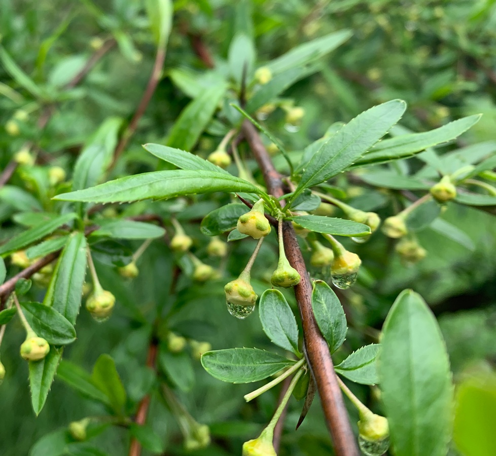 Изображение особи Prinsepia sinensis.