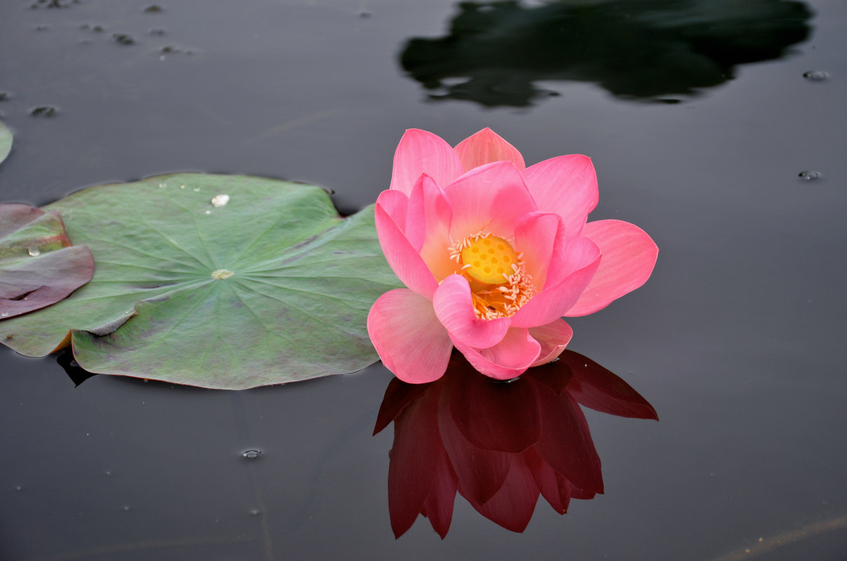 Image of Nelumbo caspica specimen.