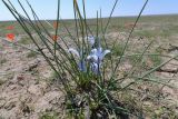 Iris tenuifolia