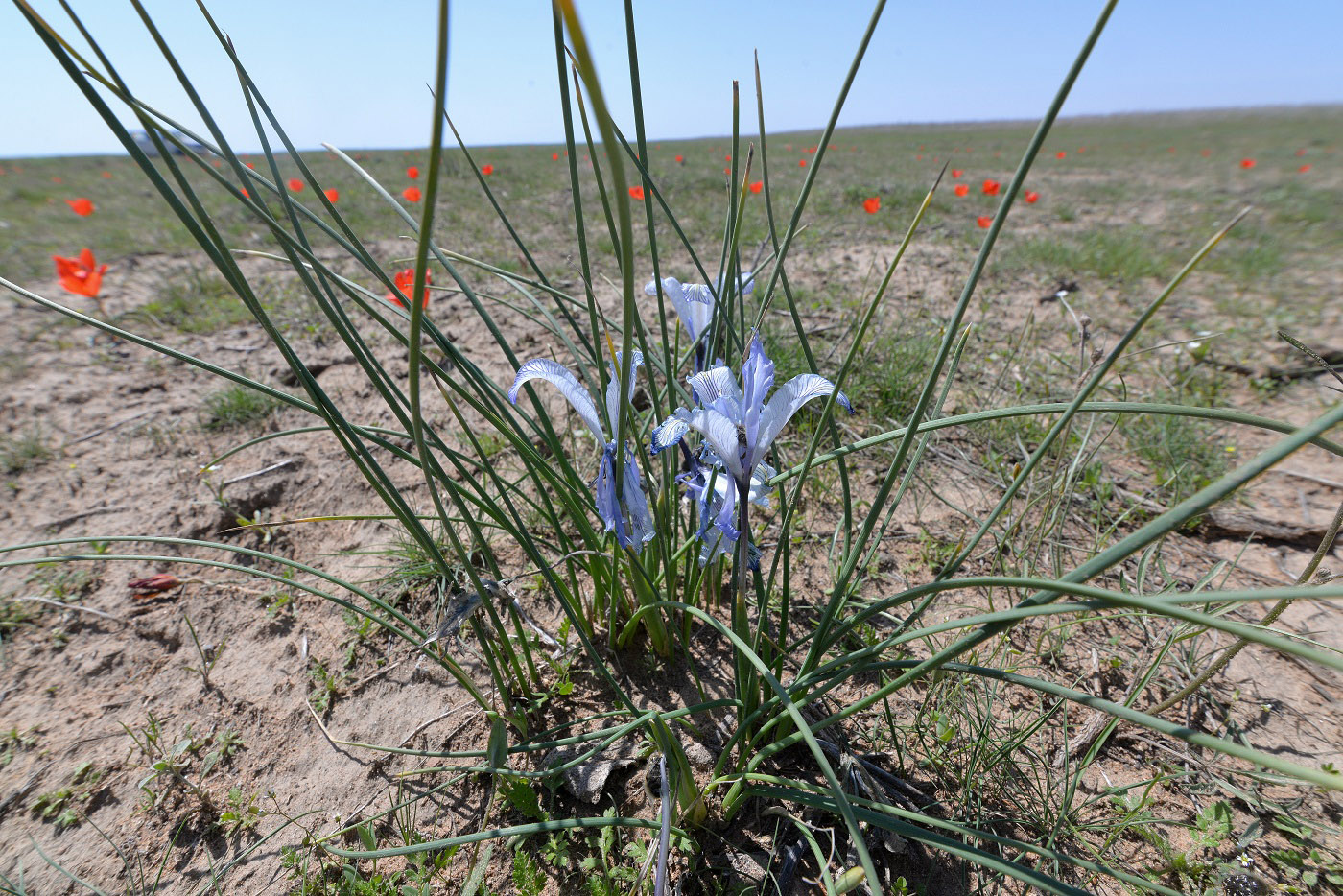 Image of Iris tenuifolia specimen.