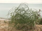 Corispermum ucrainicum
