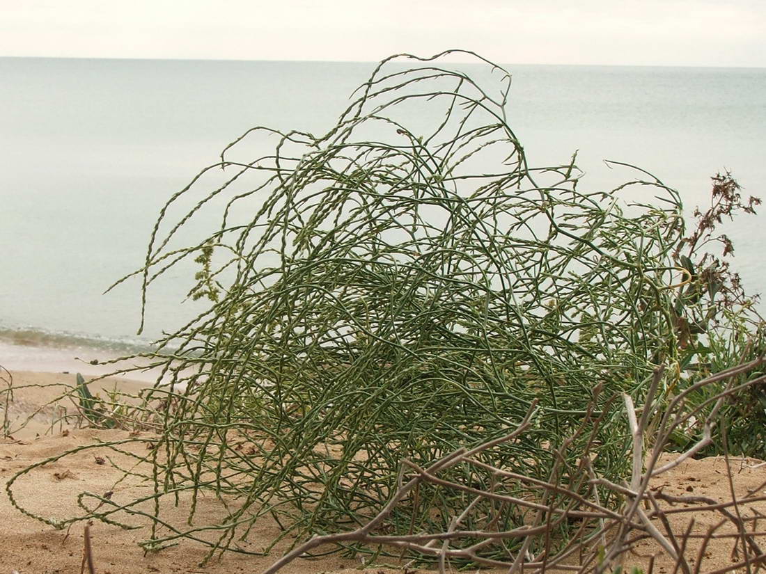 Image of Corispermum ucrainicum specimen.