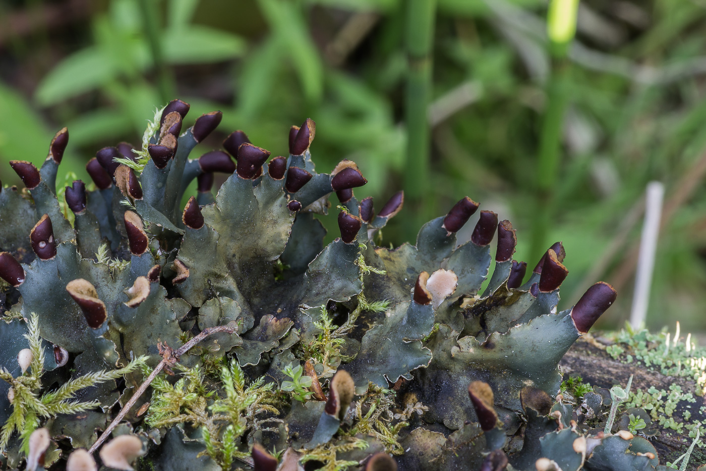 Image of Peltigera polydactylon specimen.