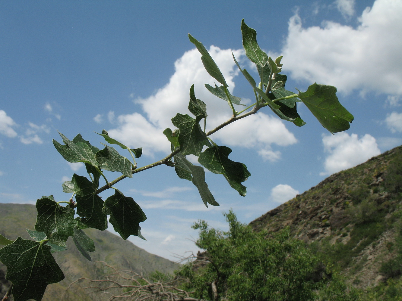 Image of Populus berkarensis specimen.