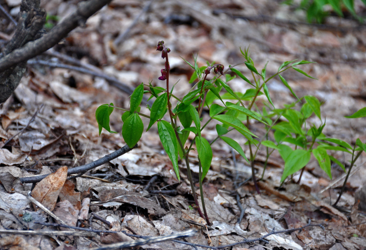 Изображение особи Lathyrus vernus.