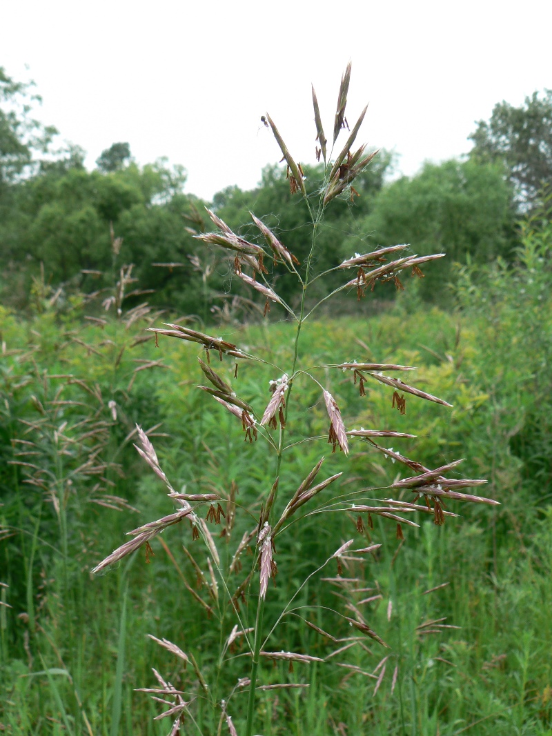 Изображение особи Bromopsis inermis.