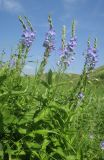 Veronica teucrium