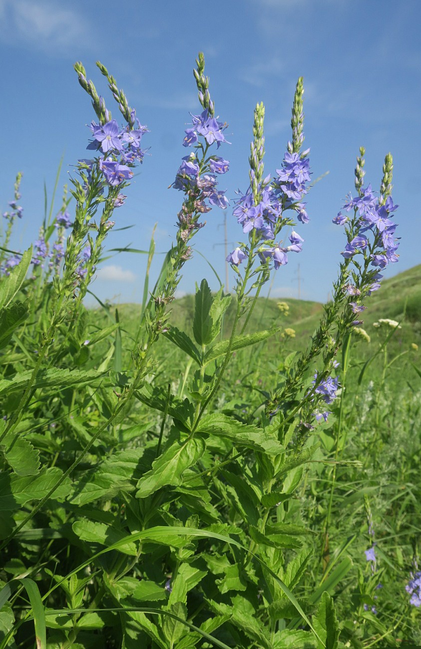 Изображение особи Veronica teucrium.