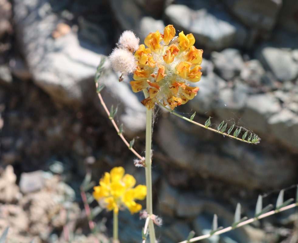 Изображение особи Astragalus finitimus.