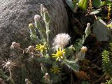 Senecio viscosus