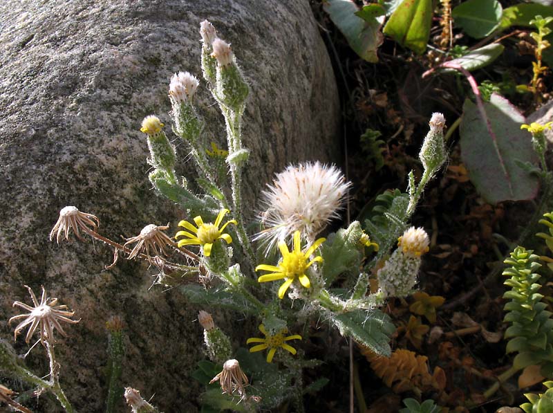 Image of Senecio viscosus specimen.