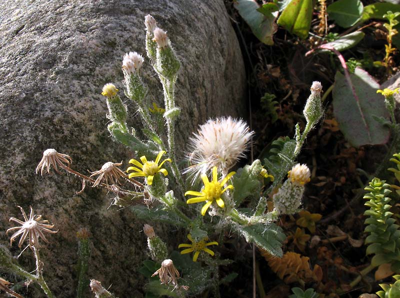 Изображение особи Senecio viscosus.