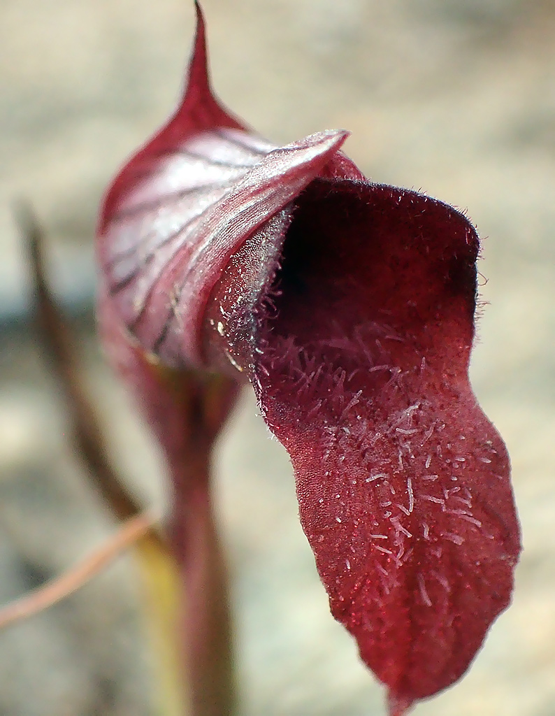 Image of Serapias cordigera specimen.