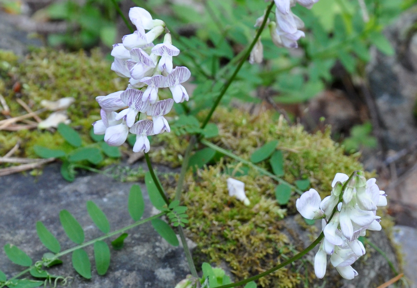 Image of Vicia sylvatica specimen.