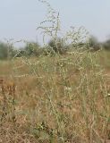 Artemisia santonicum