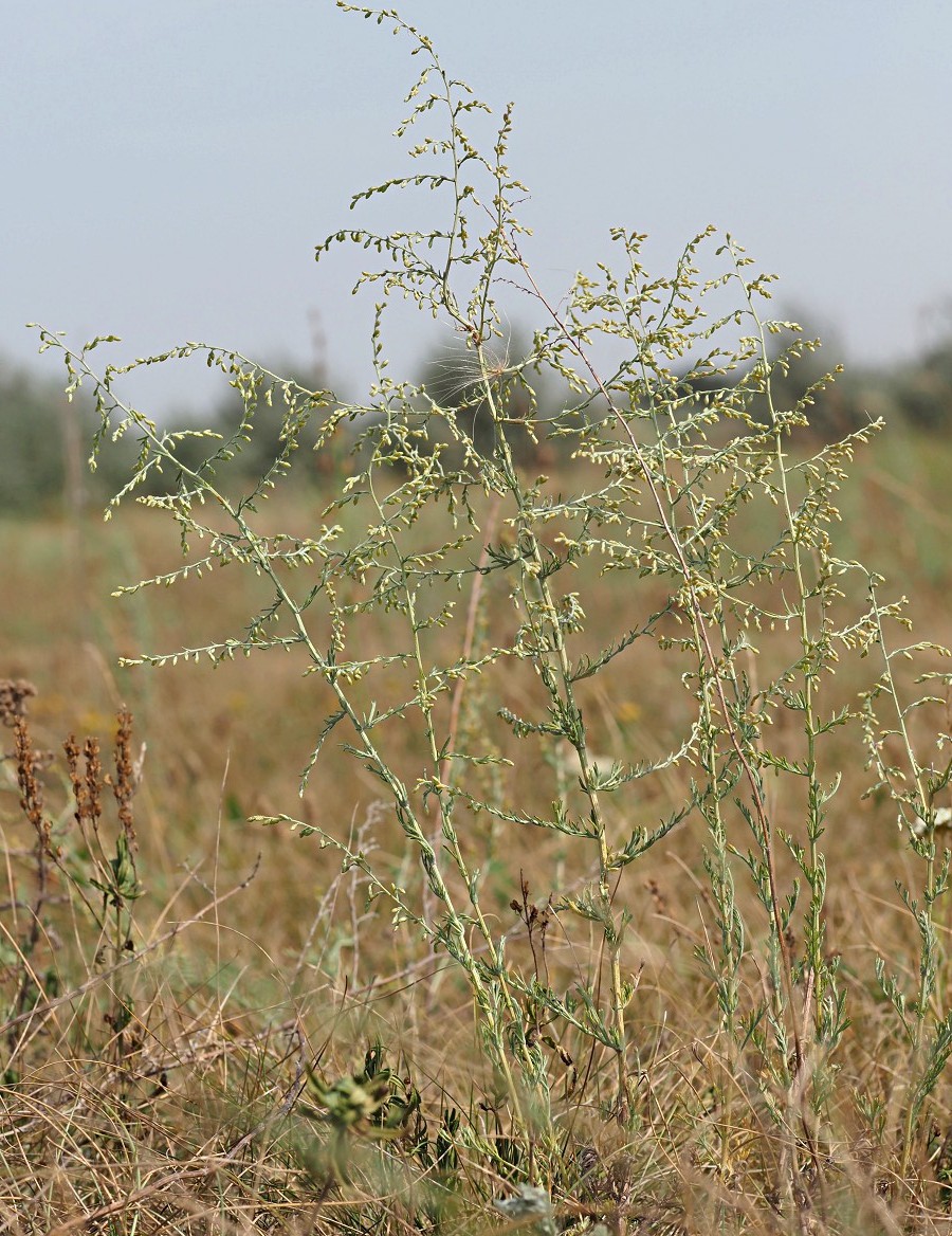 Изображение особи Artemisia santonicum.