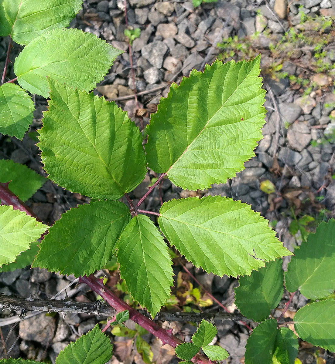 Изображение особи Rubus procerus.