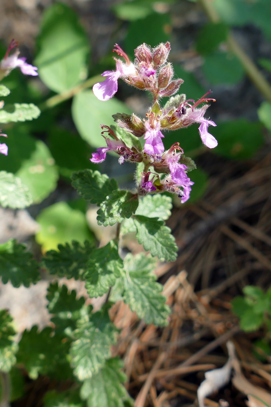 Изображение особи Teucrium chamaedrys.